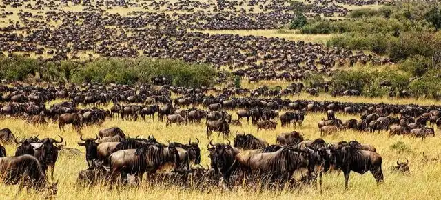 Wildebeest Migration