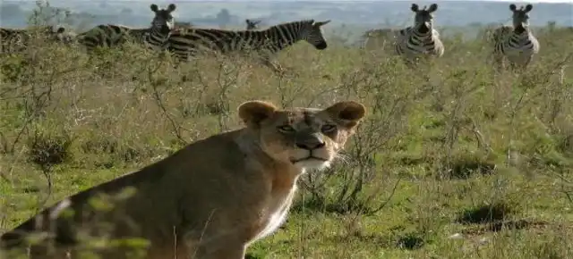 Wildlife at Ngorongoro Crater
