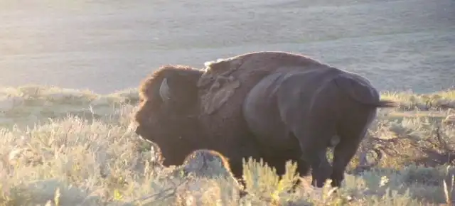 Yellowstone National Park