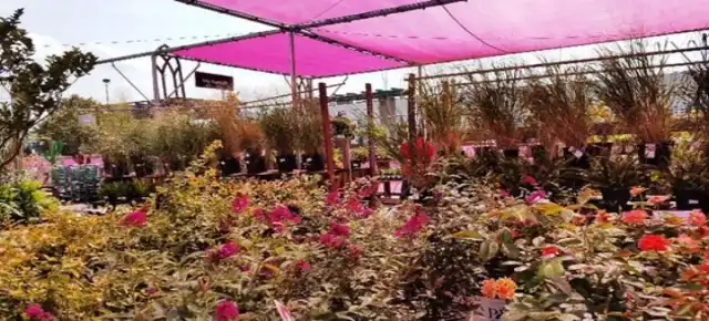 Nashville Farmer Market